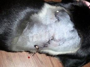 Shelby, a two-year-old shepherd-husky mix, was shot with an arrow this week by an unknown assailant.  Supplied photo