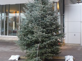 A fresh-cut tree is on display outside the main entrance of Bluewater Health.  Since that tree is outdoors, there is no need to try to take measures to keep it fresh.  The great outdoors with its wind, rain and cool temperatures will keep this tree fresh all winter.  But once indoors, a fresh cut tree will need to be kept watered.  (John Degroot Photo)