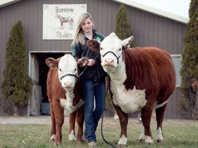 Kayla Boot displays her two winning Hereford heifers at her family's farm south of Napanee. The L&A 4H Club member took the cows to this year's Royal Winter Fair and returned with grand champion and reserve champion titles for the animals.