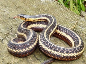 A Butler's garter snake.