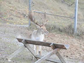 A buck feeds at Waterford’s deer park.  (Simcoe Reformer file photo)