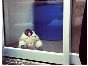 This well-dressed monkey was found at a North York Ikea store. (LISA LIN PHOTO)