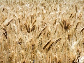 ‘Wheat’s a cash crop now’_ Manitoba farmers doing good ...