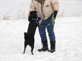 Dog-lover Fred McGuinness walks Sweep, a seven-month-old Collie-cross, on Friday afternoon at the SPCA. The recently-retired McGuinness volunteers to walk dogs for two hours per day, four to five times per week at the SPCA. (Patrick Callan/Daily Herald-Tribune)