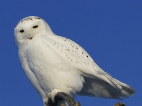 Organizers of this year's Christmas Bird Country spotted a number of Snowy owls. (DHT file photo)