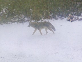 A resident of Eamer's Corners in Cornwall this photo of a coyote in her backyard. She was one of nearly 40 people to sign a petition asking the city to address the problem.