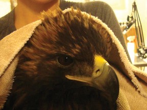 The Alberta Institute for Wildlife Conservation (AIWC) has been busy helping this golden eagle recover from lead poisoning. The eagle is doing much better and is expected to be released back into the wild within the next couple of weeks.
SUBMITTED PHOTO