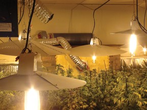 Cops found 444 marijuana plants in a Balzac home in late November. 
POLICE HANDOUT PHOTO