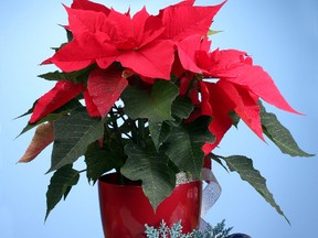 QMI file photo
The popular poinsettia prefers a daytime temperature of 65-70F (18-21C) and night temperature at the lower figure.