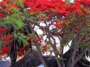 SHEILIA SMITH, for The Expositor
Flame trees, sometimes called royal poinciana, are widely planted around lodges and in towns. The gorgeous display of these trees heralds spring in southern Africa.