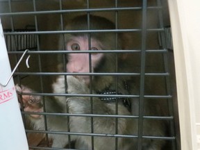 Darwin the monkey made international headlines when he was found wandering around a Toronto IKEA by himself in December. The dapper looking rhesus macaque, dressed in a shearling coat, escaped its owner’s car and made its way into the furniture store. Animal services took the monkey and the owner is fighting for custody. It is illegal to own monkeys in the city. (Photo Credit: Supplied Photo)