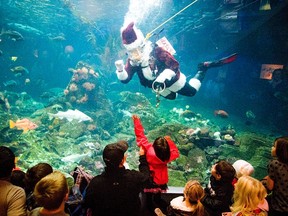 Kids line up to see Scuba Santa at Vancouver Aquarium in Vancouver, British Columbia. Institutions such as zoos and wilderness sanctuaries also encourage seasonal giving. For instance, the Vancouver Aquarium has the Adopt-A-Killer Whale-program. (CARMINE MARINELLI/QMI AGENCY)