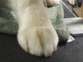 Paw