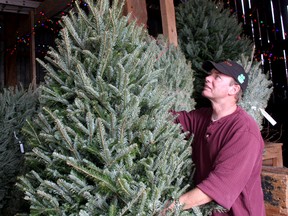 According to a study, real Christmas trees have less environmental impact than their manufactured brethren.