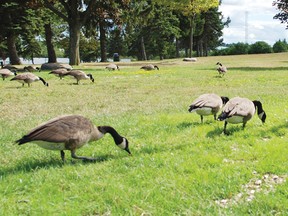 File photo
A couple of intiatives meant to deter geese from visiting Lamoureux Park this summer failed, sending the city back to the drawing board for new ideas.