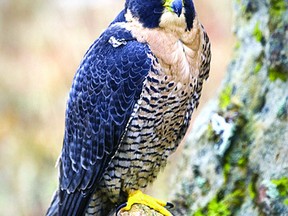 Keep your eyes to the sky with holiday season with the annual Christmas bird count, which runs from Dec. 14 to Jan. 5, 2013 across Canada. File Photo