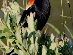 Habitat restoration for species such as the red-winged blackbird is part of a wetland reclamation project that will soon get underway in the Long Point Crown Marsh. The Ministry of the Environment announced a $25,000 grant for this purpose last week. (USFWS photo)