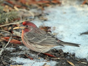 QMI AGency file photo
There were a number of house finches counted during this year’s annual Christmas Bird Count in Grande Prairie. The birds originate from the southern U.S. and have been moving north over the last few years.