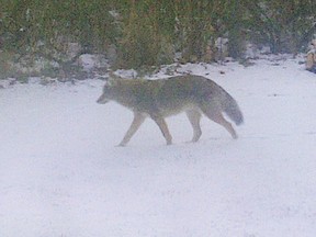 Ross Avenue resident Lisa Ferguson has spotted coyotes in her backyard numerous times. 
Submitted photo