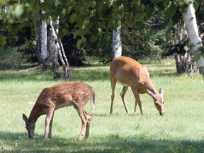 The long and relatively mild autumn and minimal snow fall so far this season benefits the area’s deer population going into the winter months.