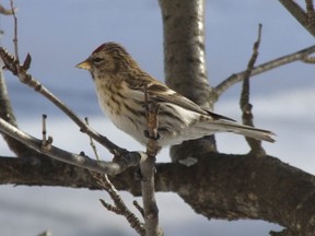 File photo
Red polls were abundant in last year’s Christmas bird count.  Numbers are yet to be tallied this year for Peace River.