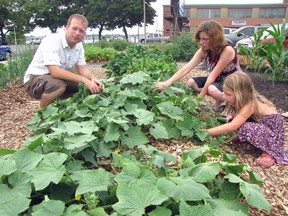 Darren Hakker, Megan O'Neil and Grace Minielly, pictured here in this file photo, pick vegetables in the One Tomato Project's downtown garden. One Tomato continued to grow by leaps and bounds this year, including the introduction of a new healthy eating program aimed at elementary students. (FILE PHOTO/THEOBSERVER/QMI AGENCY)