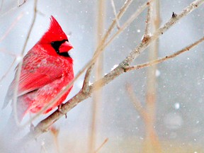 Cardinal