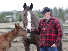 In this file photo, Murray McConnell, of Casimir Farms, greets a mare and her three-week-old foal at a farm in Hagar.