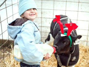 Arianna MacLean feeds one of the calves at her family's Ripplebrook Farm, which will be hosting Christmas with the Cows on Dec. 28—a chance for people to tour a family-run dairy operation, see the cows being milked, visit with the calves, and taste some dairy product samples.
