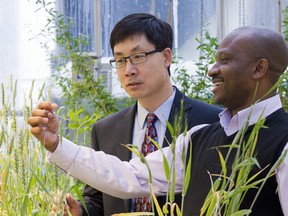 Photo by John Ulan
Scott Chang (left) and Anthony Anyia have teamed up to explore ways to increase yield in barley crops while using less water.