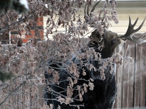 Grande Prairie RCMP and peace officers have had their hands full with several aggressive moose who have found their way into the city over the last week. (Adam Jackson/Daily Herald-Tribune)