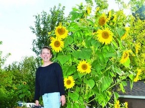 Wetaskiwin resident Charlene Henke uses a ladder to get up close and personal with Daisy May – her gigantic sunflower, which resides in her backyard in the city.