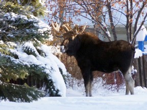 A bull moose had to be killed by Fish and Wildlife officers when it became aggressive in a south end neighbourhood this past weekend. (Photo courtesy Don Dancy)