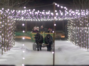 A team of horses pulls a wagon of area residents through a tunnel of light as they take in the Northern Spirit light show at Evergreen Park in December. (Randy Vanderveen/Special to Daily Herald-Tribune)