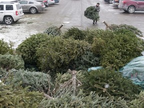 A woman carries her used Christmas tree to a pile, which will be composted, at a drop-off location at Masonville Place on Wednesday.  Several drop-off locations have been set up across the city. (CRAIG GLOVER The London Free Press)