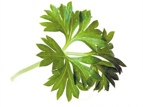 QMI file photo

Parsley is among herbs that can dug out of your garden and moved indoors.
