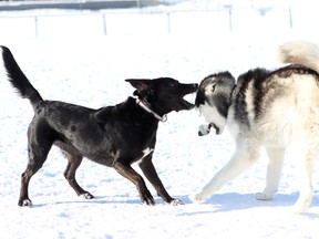 Two dogs play at the municipally-owned Memorial Centre dog park Saturday. City council will consider implementing a Responsible Pet Ownership Program to get encourage more pet owners to register their pets. (Danielle VandenBrink The Whig-Standard)