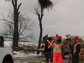 Residents are outraged with the removal of a bald eagle's nest in Fisherville on the weekend. The tree housing the nest  was cut down to make way for an access road for the Summerhaven wind turbine project.  (Photo courtesy of  ontario-wind-resistance.org)