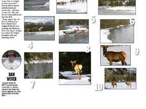10 Best elk crossing
