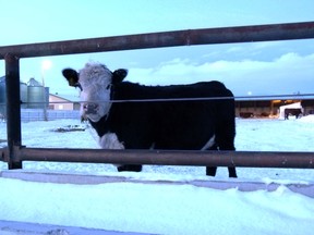 This steer has a relatively easy life at GPRC College Fairview Campus, all he has to do is put up with all the Animal Health students practising their techniques and skills such as administering injections and taking blood samples throughout the year, but his eventual fate is the same as his relatives out on the range - roast beef, anyone?