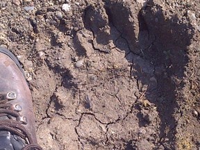 PHOTO COURTESY OF KELLY COOLEY. The Grizzly Bear Monitoring Project recently completed its second field season and sent bear hair samples away for genetic analysis.