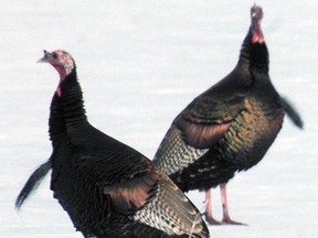 Wild turkeys