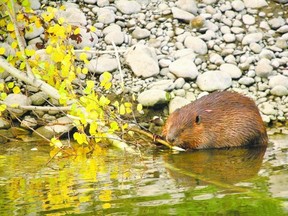 An illustrated talk about Castor Canadensis, better known as the Canadian beaver, will launch the six-week Nature in the City series Tuesday at the Wolf Performance Hall in downtown London. Learn about this iconic symbol of history and industry that is both admired and scorned. (QMI Agency)