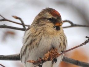 The common redpoll was among the birds spotted during the annual Christmas bird count. (Photo courtesy Rick Scott)