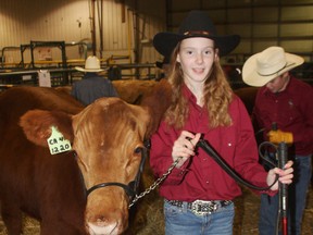 Gracie Smith from the Coyote Acres 4-H club in High Prairie is getting ready to show her home bred 4-H Red Angus steer. (Louise Liebenberg Special to Peace Country Sun)