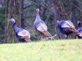 Wild turkeys have become common but it is often hard to find them. This flock strolled across a lawn south of Simcoe.
