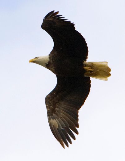 Why bald eagles are nesting in Toronto for the first time