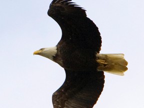 A bald eagles flies over the London, Ont., area recently.