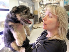Tripper Stollery, owner of Pet Traders on Portage Avenue in Winnipeg, Man., plays with "Wilbur" Sunday Jan. 13, 2013. Stollery says that the city's proposed by-law on animal sales will eliminate a pet rescue option.
BRIAN DONOGH/WINNIPEG SUN/QMI AGENCY