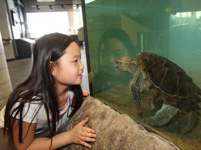 Shaylin Kosmerly, 9, takes a close look at a snapping turtle on display on the third level of Science North in Sudbury on Thursday, March 10, 2011.